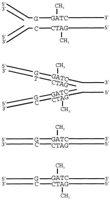 Figure  1.10.  Methyl  direction  of mismatch  repair.  Replication  can cause mismatches  to form