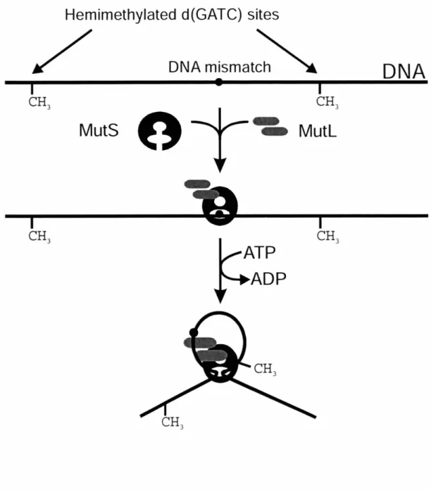 Figure 1.12. ATP-hydrolysis dependent translocation model for MMR. MutS binds to the mismatch and recruits MutL to the site