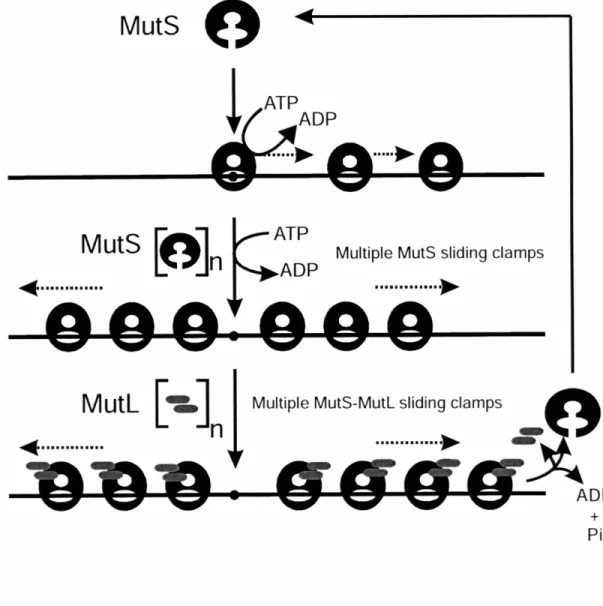 Figure 1.13. Molecular switch model for MMR, part 1. MutS bound to ADP acts as a mismatch sensor