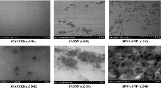 Fig. 8. The FE-STEM images of SPAEEKK and nanocomposite membranes.