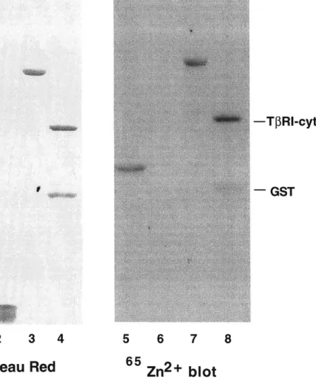 Figure  1 -TPRI-cyt - GST 1  2  3  4 Ponceau  Red 5  6  7  865 Zn2+  blot