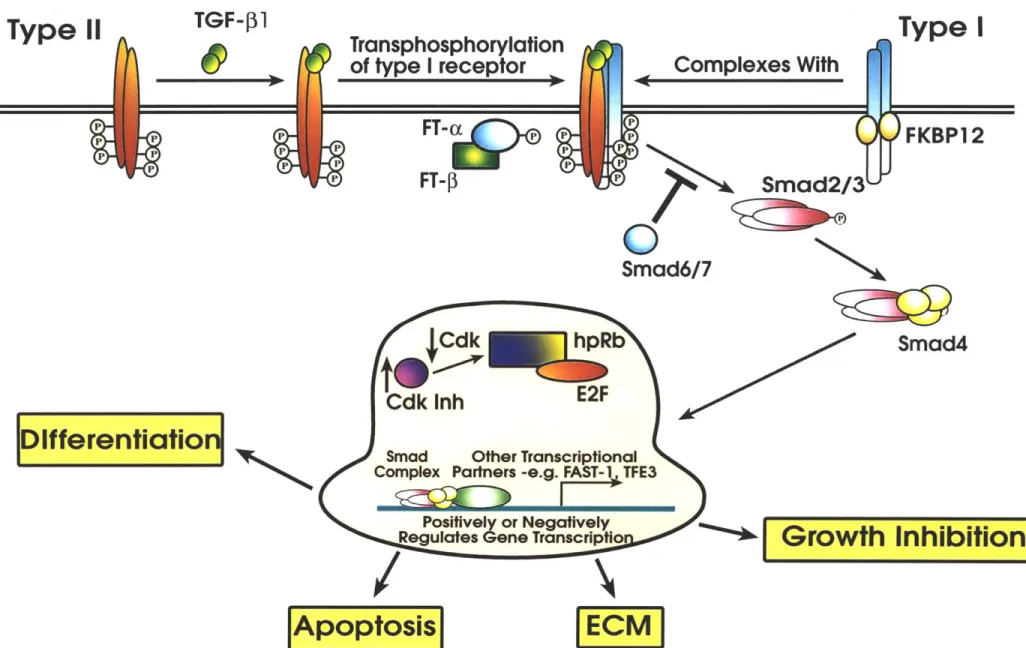 Figure  2:  Overview  of TGF-P  Signaling Type  11 TGF-p1 Transphosphorylation of type I  receptor t FT-p Complexes With Smad2/3 Smad6/7 Smad4Cdk hRb Cdk  Inh  E2F