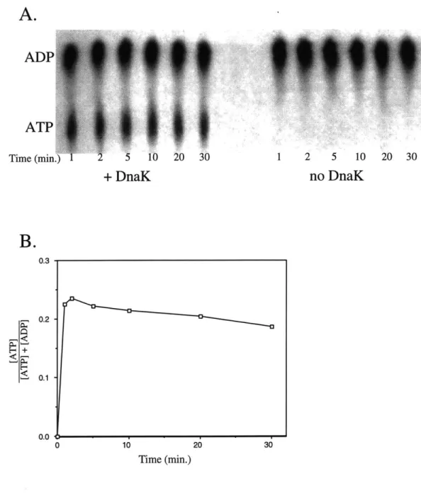 Figure 5.  DnaK Preparations  Phosphorylate  ADP  to ATP in the  Presence  of ATP (A)  DnaK (final concentration:  3.04  [M) was  added to  a mixture  of ATP  (final concentration:  20 gM)  and  [8- 14 C]ADP  (final concentration:  61.2  RM)  in