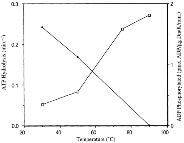 Figure 8.  Thermus thermophilus DnaK 44-kDa N-terminal  Domain Preparation ATPase  and ADP  Phosphorylation  Activities  Have Different Temperature  Profiles DnaK (44-kDa N-terminal  domain)  from Thermus thermophilus (final
