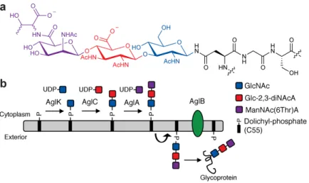 Figure 2. N-linked glycosylation in M. voltae