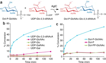 Figure 4. AglC is a UDP-Glc-2,3-diNAcA glycosyltransferase