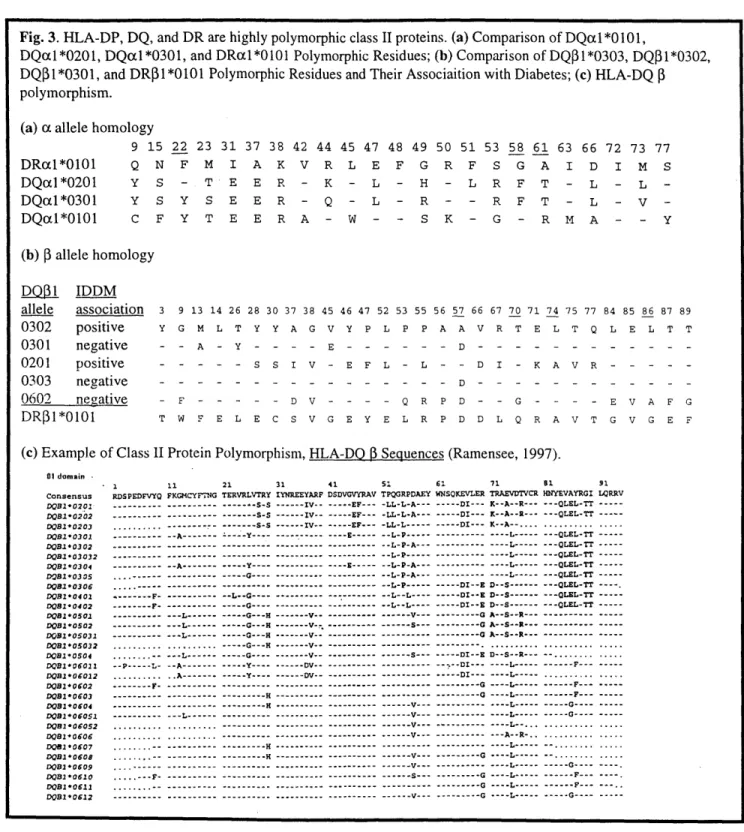 Fig. 3. HLA-DP,  DQ,  and  DR  are highly  polymorphic  class II proteins.  (a) Comparison  of DQLL *0101,