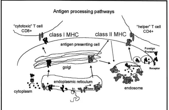 Fig. 5.  Class I and  Class II  MHC  Antigen Processing  and Presentation  Pathways.