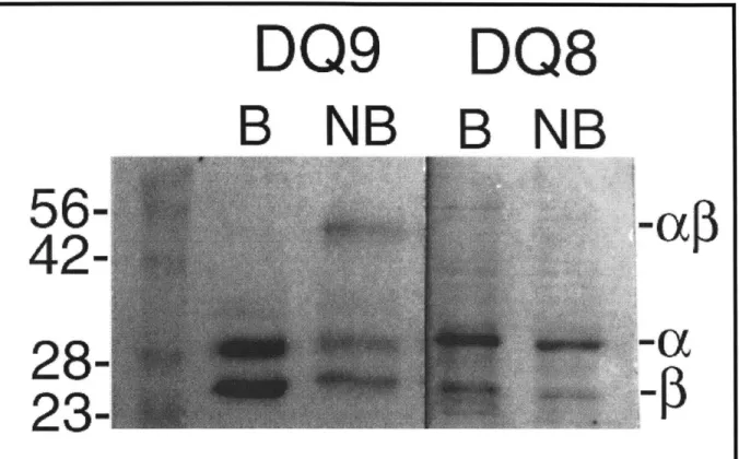 Fig. 4.  Reduced SDS-PAGE  of Empty DQ8  and DQ9.  Purified  proteins  were  loaded onto  12.5%  gel before  (NB)  and after boiling for 2 minutes  (B)  in Laemili buffer