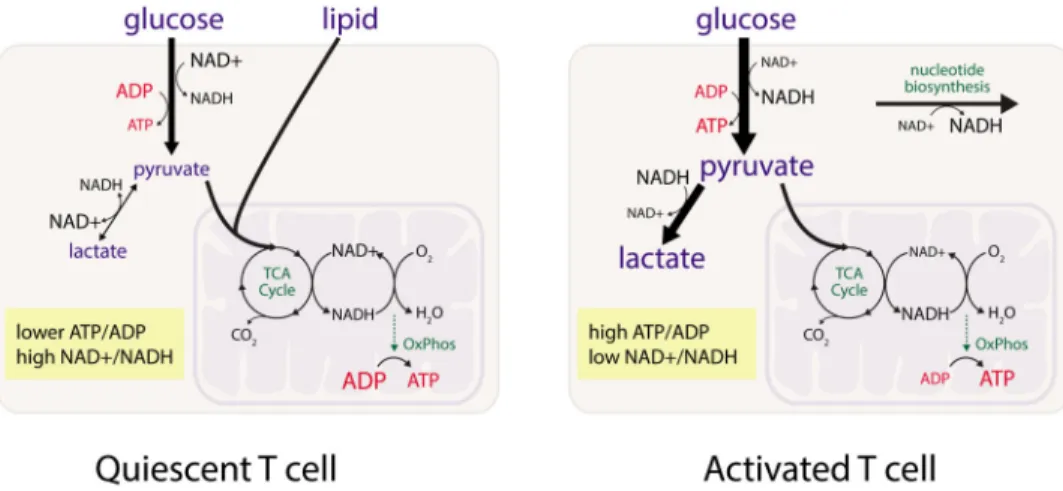 Figure 1. The metabolic phenotype of quiescent and activated T cells