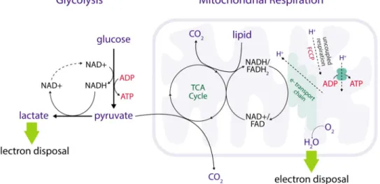 Figure 2. Relationship between glycolysis, oxygen consumption, ATP production and redox  metabolism