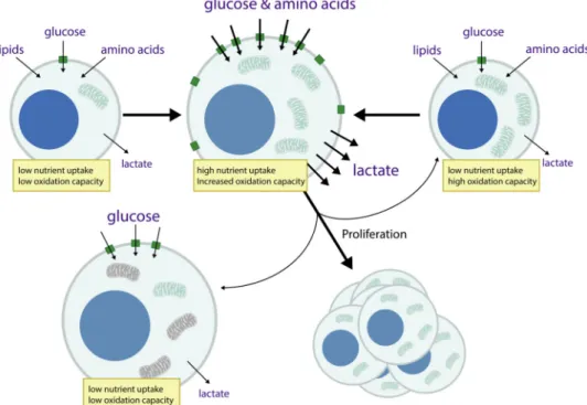 Figure 3. Model relating metabolic state of different T cell subsets to cell function Naïve T cells exhibit low glucose transporter expression and nutrient uptake, with  metabolism directed toward nutrient oxidation and cell survival