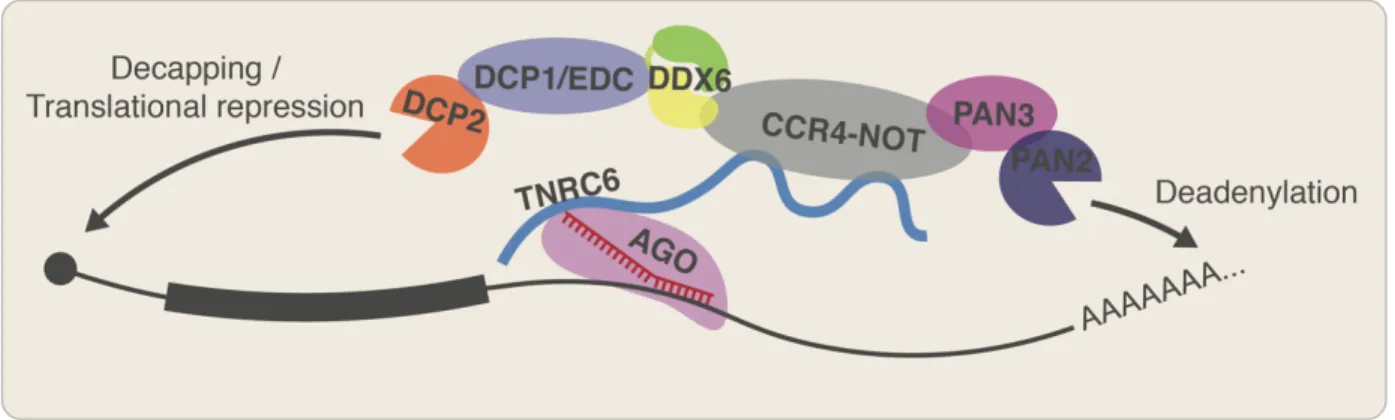 Figure 1. RISC complexes target mRNAs for translational repression and degradation. 