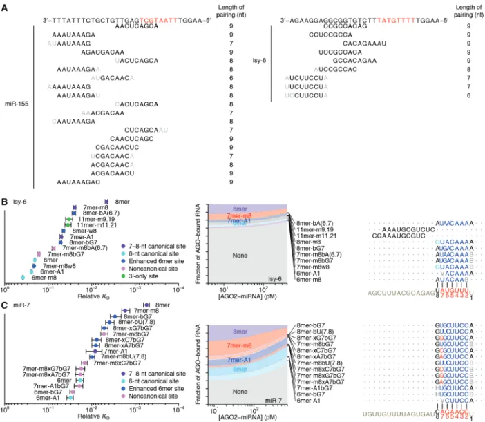 Fig. S2. Additional sites identified through AGO-RBNS. (A) Enriched motifs that were  identified for miR-155 and lsy-6 yet lacked complementarity to the respective guide sequence,  aligned to highlight their complementarity to the competitor oligo used to 
