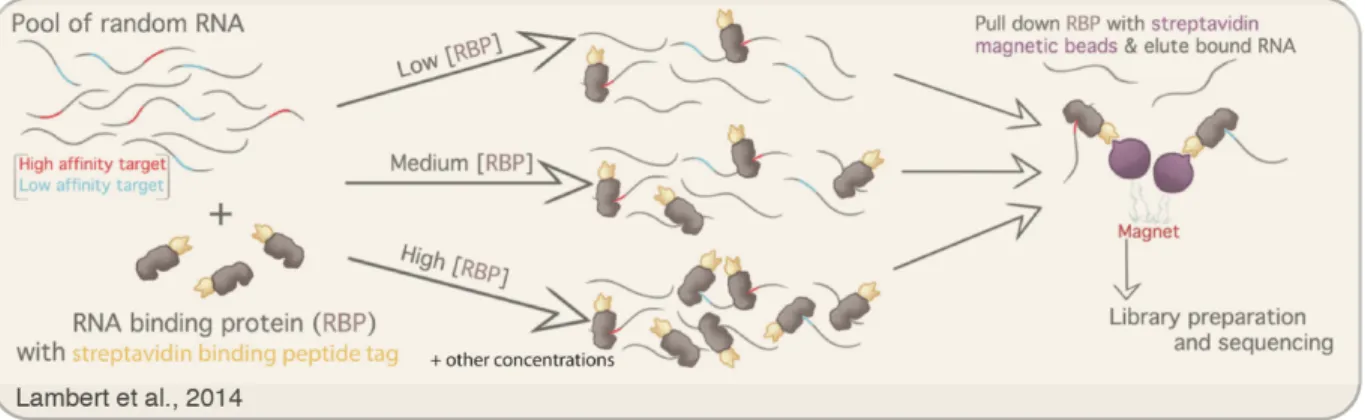 Figure 4. RNA bind-n-seq protocol. RNA-binding proteins tagged with a streptavidin binding  tag are purified and incubated with a pool of random RNA