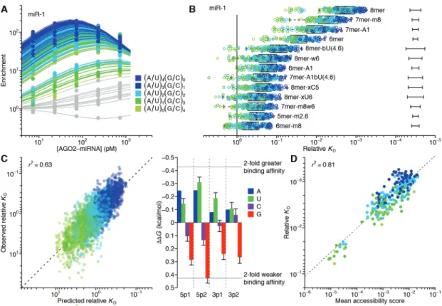 Fig. 4. The influence of flanking dinucleotide sequence context. (A) AGO-RBNS profile of  miR-1 sites, showing results for the 8mer separated into 256 different 12-nt sites based on the  identities of the two dinucleotides immediately flanking the 8mer