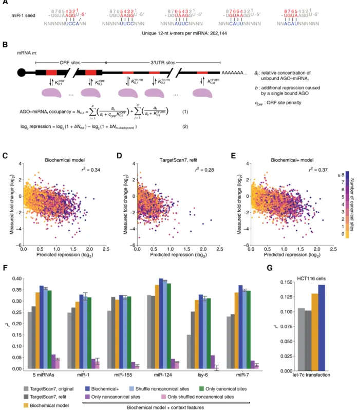 Fig. 5. AGO-RBNS K D  values enable a predictive model of miRNA-mediated repression in  cells