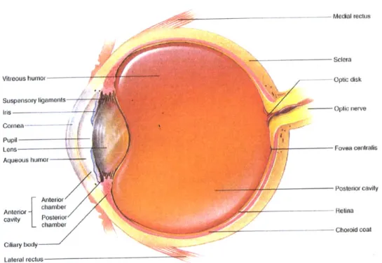 Figure 2.1  Transverse  section  of the  eye, top  view.  From Hole's Human  Anatomy  and  Physiology,  8th  ed., by  Shier D.,  Butler  J, and Lewis R.,  WCB  McGraw-Hill:  1999