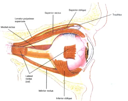 Figure 2.2  Lateral  view  of the eye  in  its orbit.  From  Hole's  Human Anatomy  and  Physiology,  8th ed.,  by  Shier D., Butler J, and  Lewis  R.,  WCB  McGraw-Hill:  1999