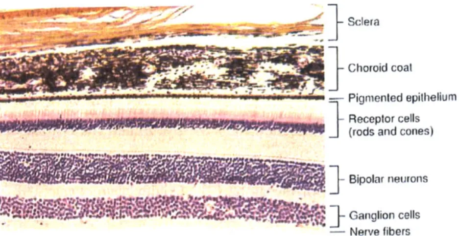 Figure 2.3  Histological  section  of the  tissues  in  the eye  wall.  From  Hole's  Human  Anatomy and  Physiology,  8th ed.