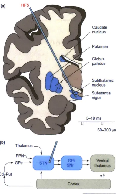 Figure 1-1  Schematic  Diagram of the Basal  Ganglia Circuit in the Brain.