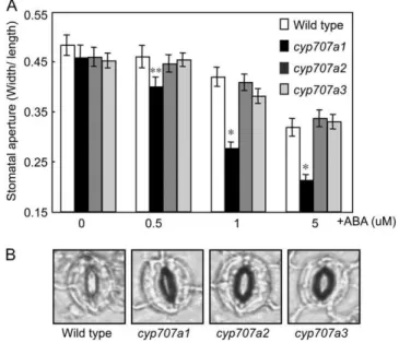 Figure 6. The effect of exogenous ABA treatment on the stomatal apertures of cyp707a mutants in epidermal peels
