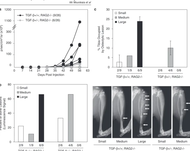 Figure 6 Loss of host-derived transforming growth factor (TGF)-b1 coupled with expression of the ligand trap significantly impairs osteolytic tumor outgrowth in bone