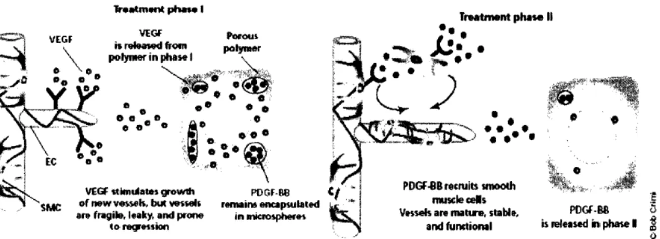 Figure 4.  Heterogenous  Polymer  Controlled Drug Release  System 23 . The  controlled  release kinetics  of  two  angiogenic  factors  aids  in  the engineering  of mature vessels