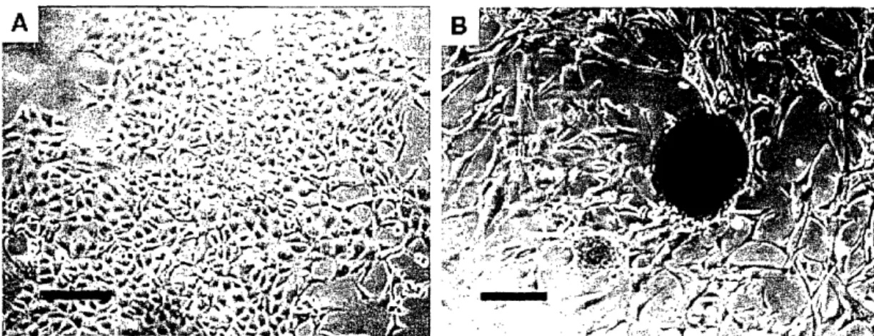 Figure 7.  In  Vitro Comparison of 3T3  Fibroblasts on  PGS  (A)  and  PLGA  (B) 4 9 