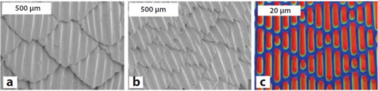 Figure 6. SEM micrographs of (a) spinner shark skin and (b) Galapagos shark skin surfaces.