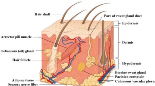 Figure 1. Structure of the skin: a superficial thin layer called the epidermis is the first barrier towards the external environment, provided with cells apt for protection and sensation