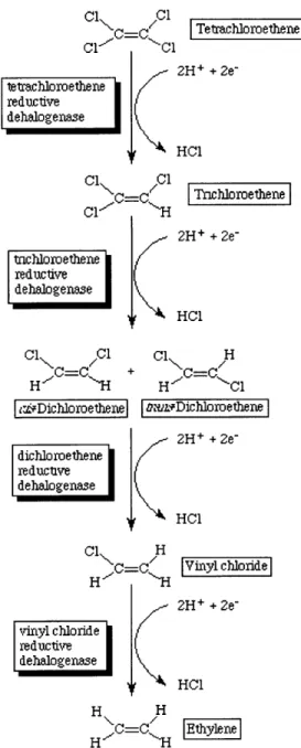 Figure  4.1.  Reductive dechlorination  mechanism.  (Ellis 1997)