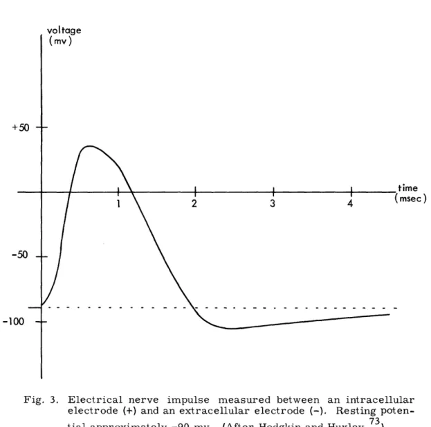 Fig.  3.  Electrical  nerve  impulse  measured  between  an  intracellular electrode  (+)  and  an  extracellular  electrode  (-)