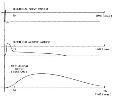 Fig.  4.  Comparison  of  the  nerve  impulse,  the  electrical  muscle  impulse, and  the  mechanical  muscle  twitch