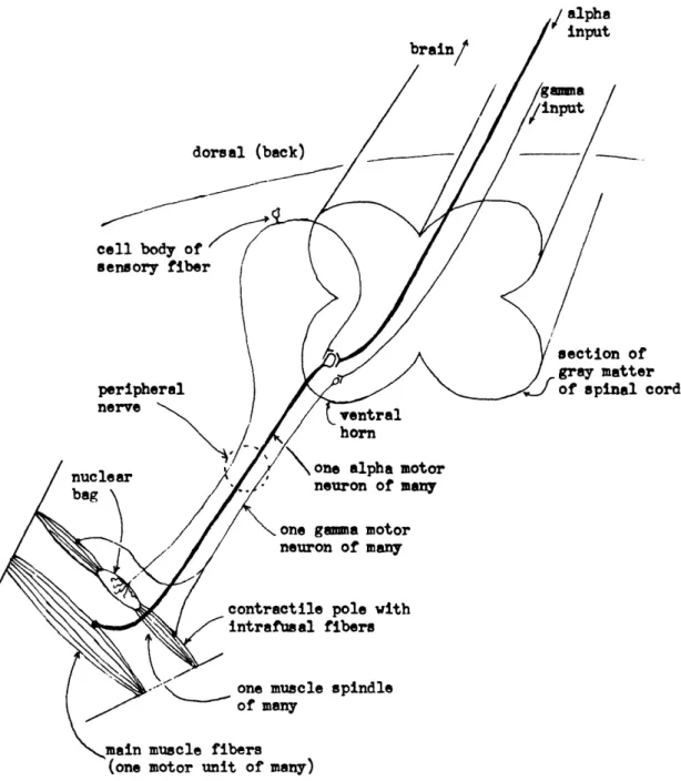 Fig.  5.  Section  of  the  spinal  cord  in man,  and  the  important  peripheral  pathways.