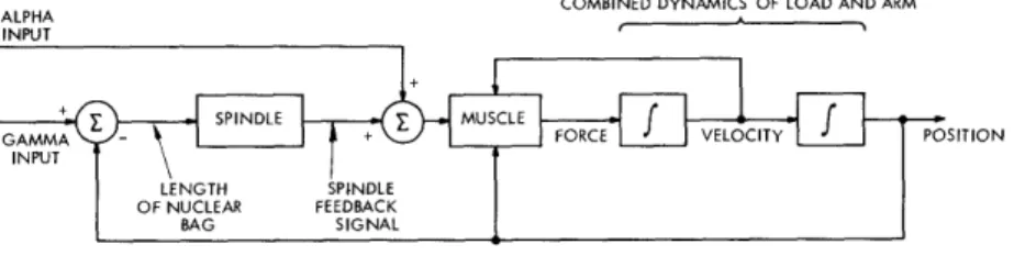 Fig.  6.  Reflex  control  loop