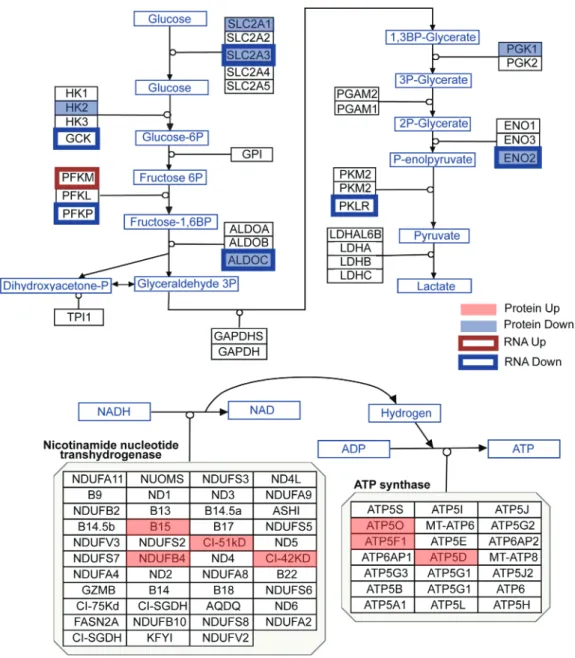 Figure 3. Protein and mRNA changes in the glycolysis and oxidative phosphorylation pathways