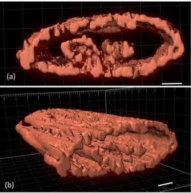 Figure  3.  3-D  visualization  of  F-actin  along  typical  256  µm  section of 3 week old construct