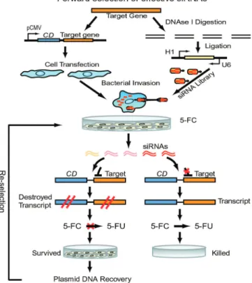 Figure 1. Schematic of protocol for forward and robust selection of eﬀective siRNAs in a single container