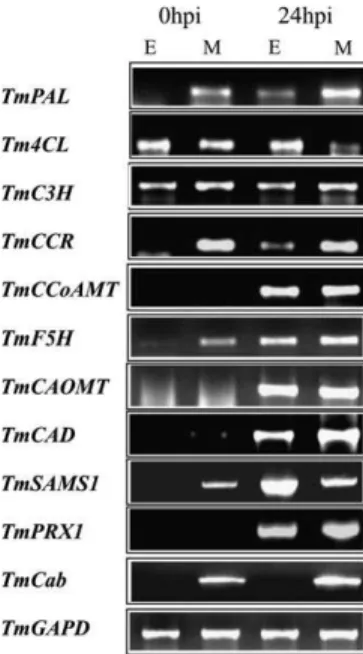 Fig. 3. RT-PCR analysis of tissue-specific expression of mono- mono-lignol biosynthesis in response to Blumeria graminis f.sp
