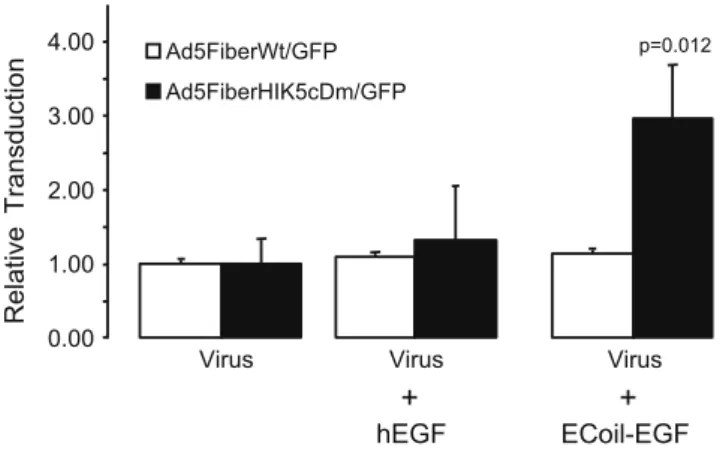 Fig. 7. Transduction of K-coil expressing Ad5FiberHIK5cDm/GFP can be increased using a bispecific E5-coil-EGF ligand