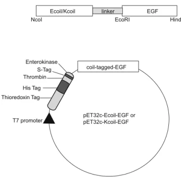 Fig. 1. Schematic structure of the gene and construct used for the expression of E5/