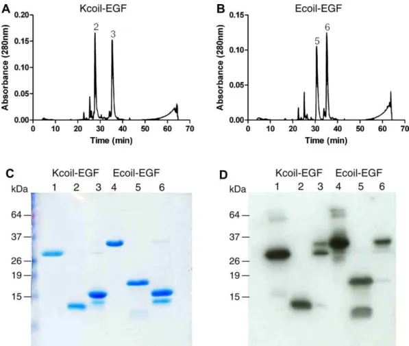 Fig. 4. HPLC profile of (A) K5-coil-EGF and (B) E5-coil-EGF after the purification tag was removed by recombinant enterokinase