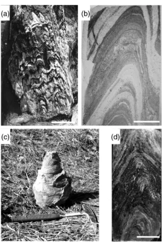 FIG. 2. A schematic of a simplified stromatolite. (a) The stro- stro-matolite grows as chemicals diffuse through the microbial mat and precipitate at the base of the mat