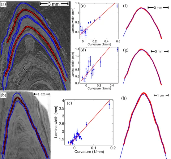 FIG. 5. Comparison of curvature-driven growth to the shapes of large and small conical stromatolites sectioned vertically through the center