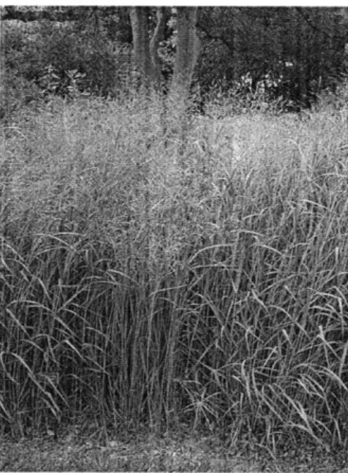 Figure  8. Figure  of Switchgrass.  (source:  http://en.wikipedia.org/wiki/File:PanicumVirgatum.iog)