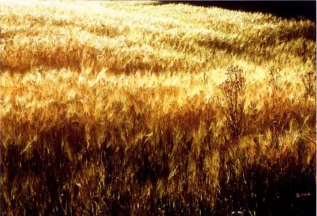Figure  3:  Wheat  field
