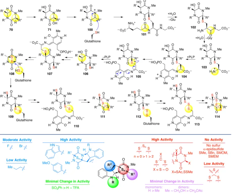 Figure 2. Overview of the results from our epipolythiodiketopiperazine structure − activity relationship study.