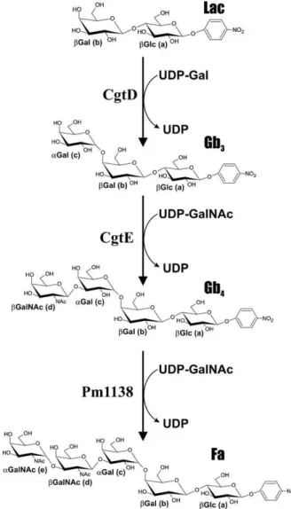 Fig. 1. Three-step synthesis of the Forssman antigen. pNP-Lac serves as the acceptor for CgtD, an α1,4-Gal-transferase, to synthesize pNP-Gb 3 