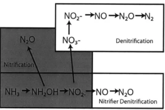 FIGURE  1.  The  steps  in  the  nitrogen  cycle  that  produce  N 2 0  are  nitrifi- nitrifi-cation,  nitrifier-denitrifinitrifi-cation,  and  denitrification